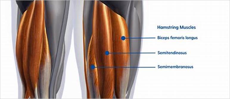 Hamstring muscles images